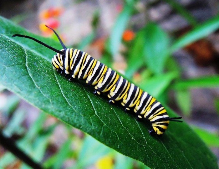 Красивое насекомое: гусеница бабочки Монарх.