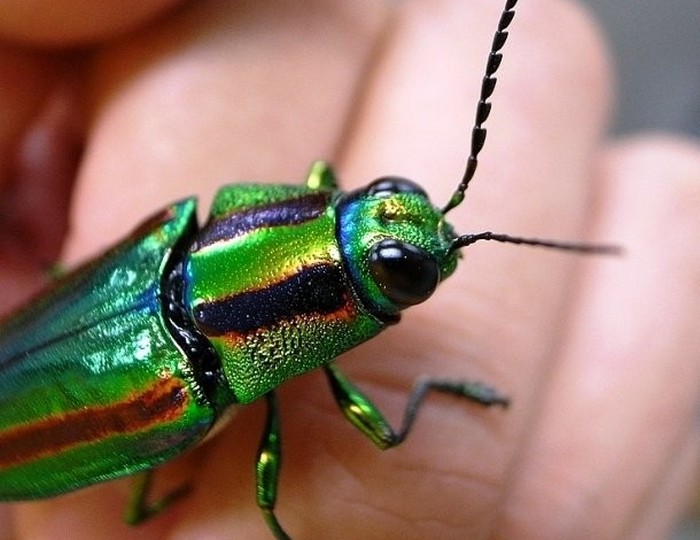 Красивое насекомое: жук Драгоценный камень.