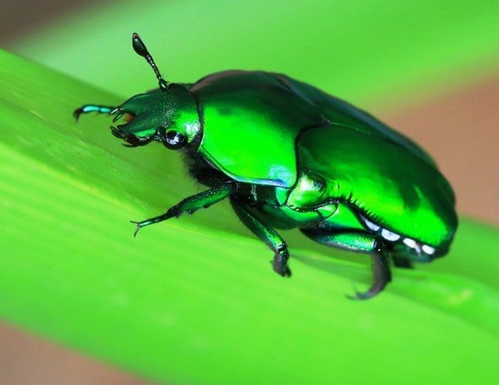 Красивое насекомое: бронзовик.
