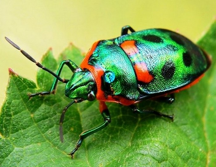  Красивое насекомое: жук Пикассо.