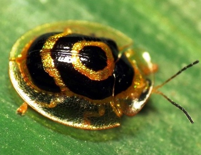  Красивое насекомое: жук Золотая черепаха.