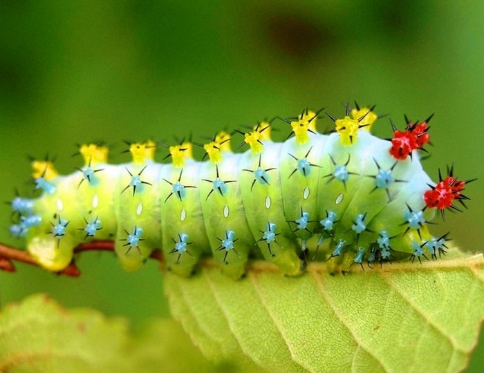 Красивое насекомое: Cecropia Moth Caterpillar.