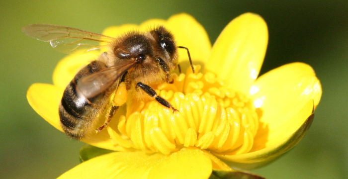 Пчелы пристрастились к пестицидам.