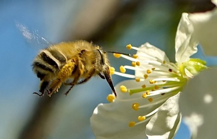 Пчелы все чаще предпочитают сахар, приправленный пестицидами.
