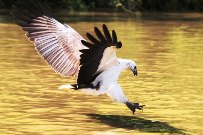 Крупная хищная птица: белобрюхий орлан.