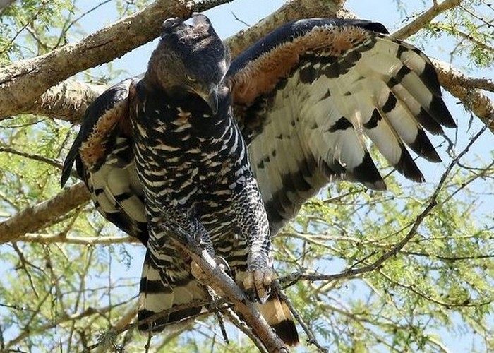 Крупная хищная птица: венценосный орел.