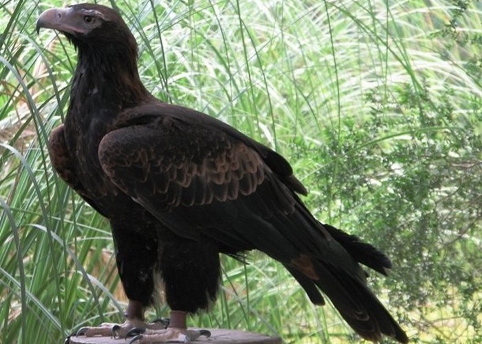 Крупная хищная птица: клинохвостый орел.