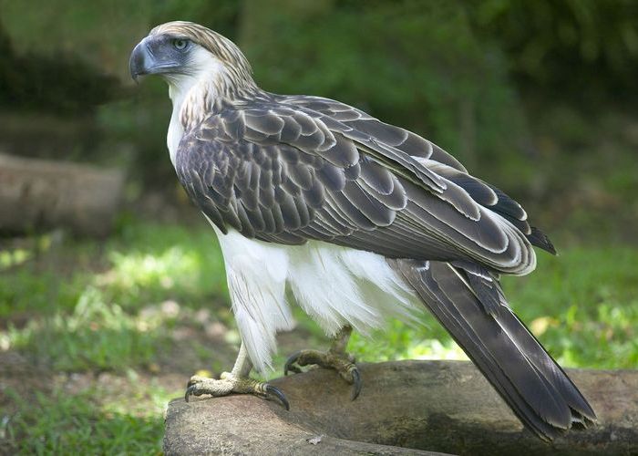 Крупная хищная птица: филиппинский орел.