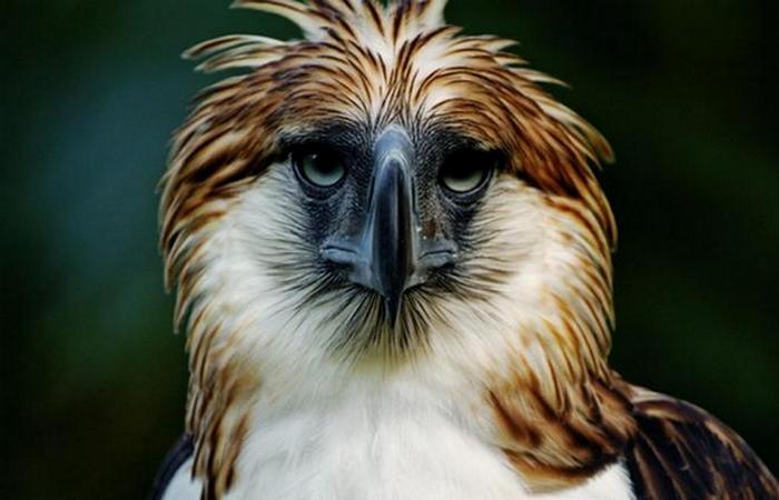 Хищная птица филиппинский орел.