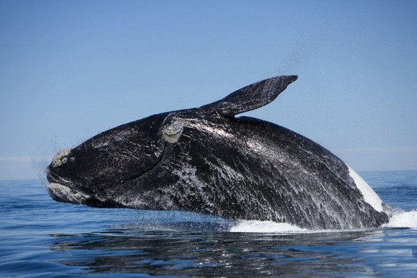 Голубые киты - самые длинные долгожители