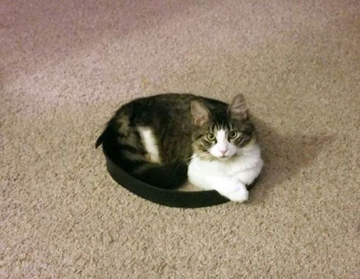 Эксперимент Кошка в круге
