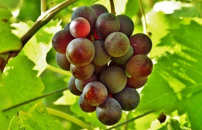 Вредная еда: виноград и изюм.