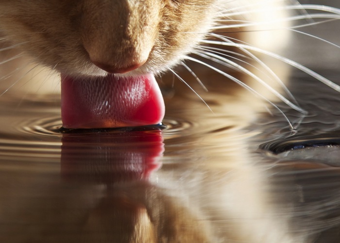 Кошки могут пить соленую воду.