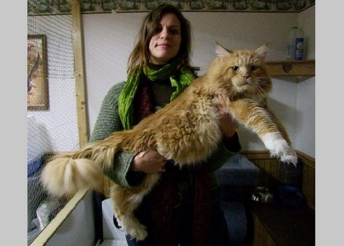 Самый длинный в мире домашний кот.