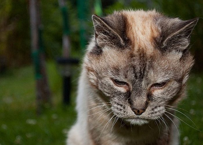  У старых кошек может возникнуть деменция.