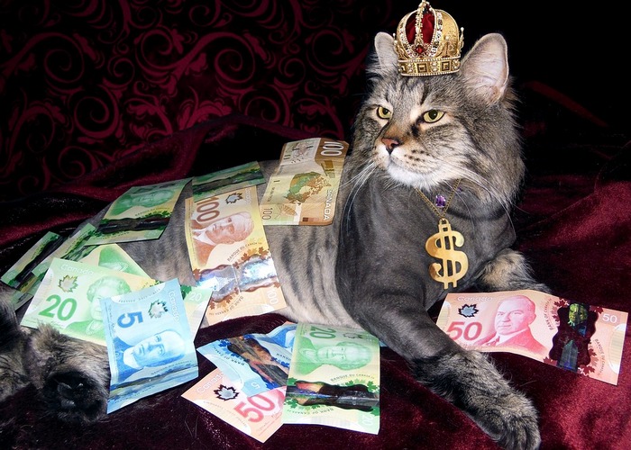  Самый богатый кот в мире.