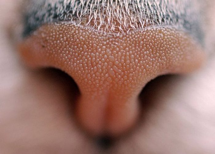 Отпечаток носа кошки совершенно уникален.