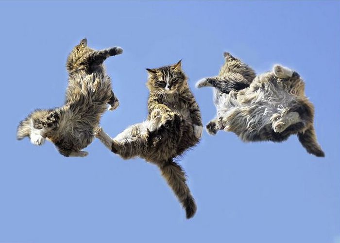 Кошки всегда знают, где верх, когда находятся в воздухе.
