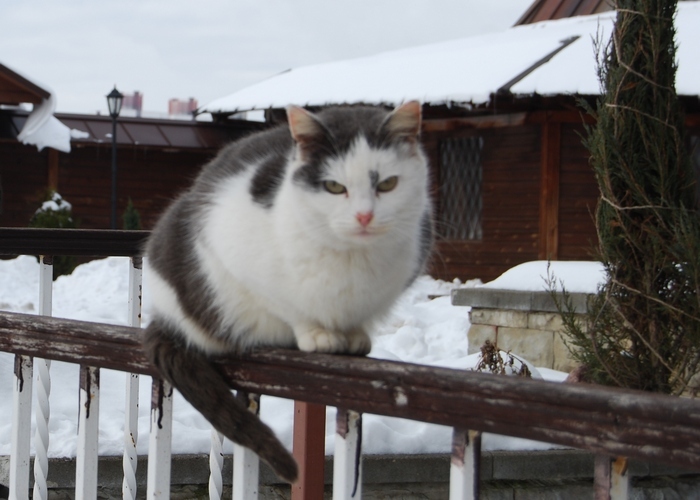 У кошек потрясающее ночное зрение.