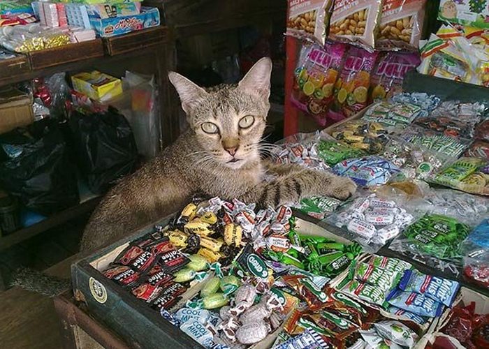 Кошки не могут наслаждаться сладостями.