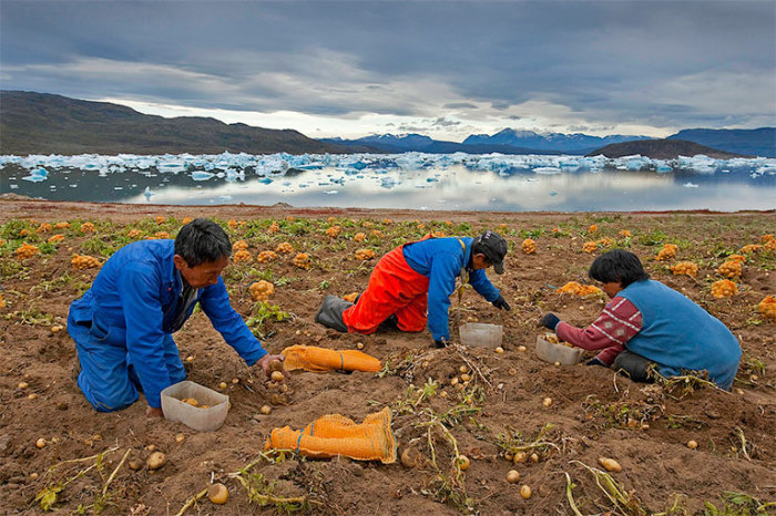 Земледелие в Гренландии