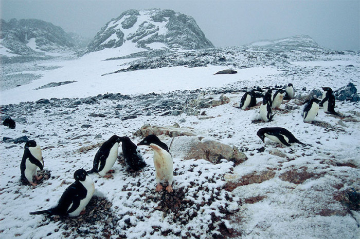 80% популяции пингвинов уничтожено