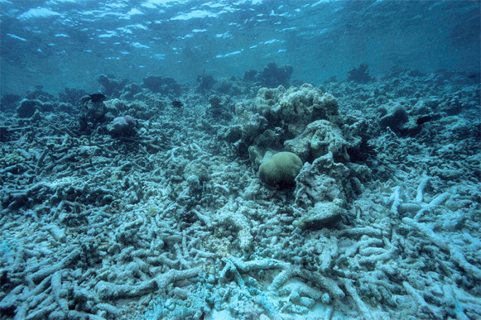 Кораллы на грани исчезновения