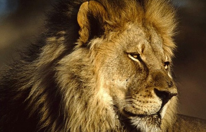 Опасное животное: африканский лев.