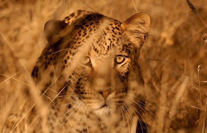 Опасное животное: леопард.