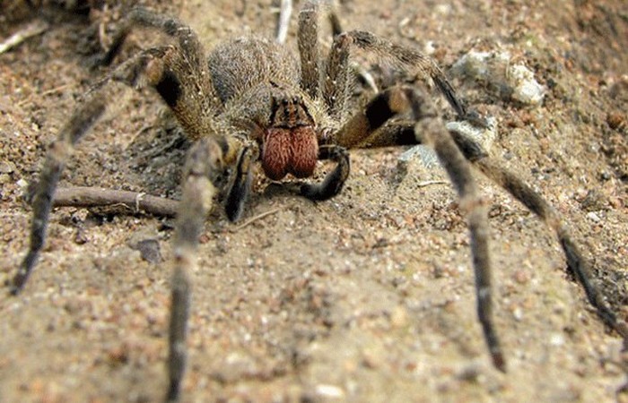 Опасное животное: бразильский странствующий паук.