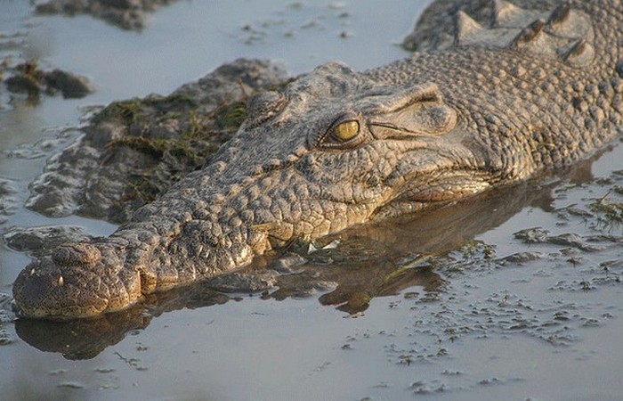 Опасное животное: гребнистый крокодил.
