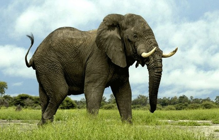 Опасное животное: африканский слон.
