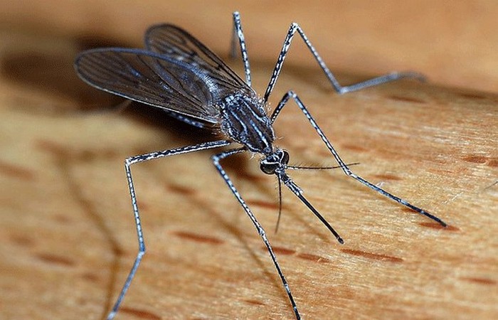 Опасное животное: комар.