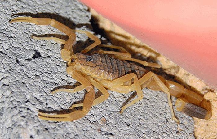 Опасное животное: желтый скорпион.