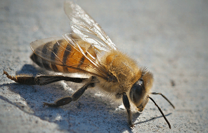 Опасное животное: африканизированная медовая пчела.
