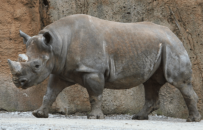 Опасное животное: носорог.