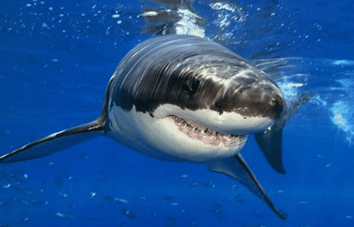 Опасное животное: большая белая акула.