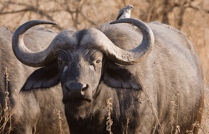 Опасное животное: африканский буйвол.