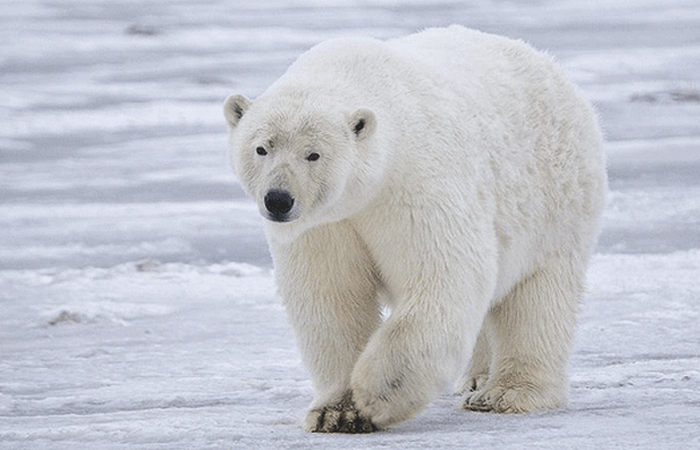 Опасное животное: полярный медведь.