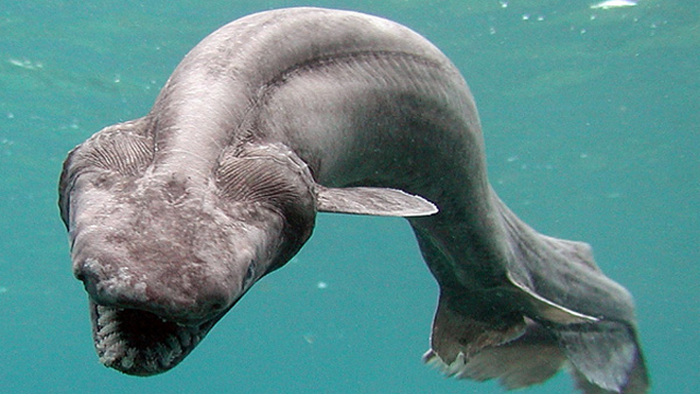 25 жутких существ, обитающих в морских глубинах |