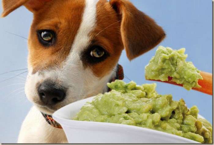 Авокадо вредит кишечнику собаки.
