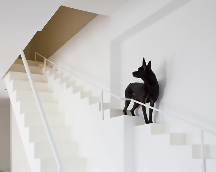 Проект дома с лестницей для собак.
