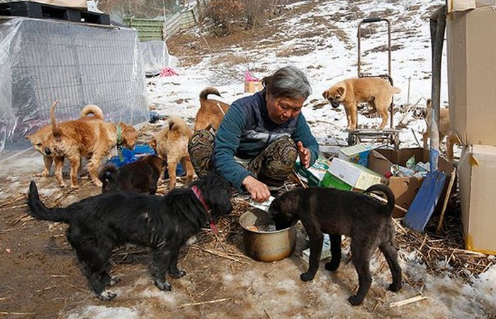 Янг Менг Сук решила заботиться о бездомных собаках.
