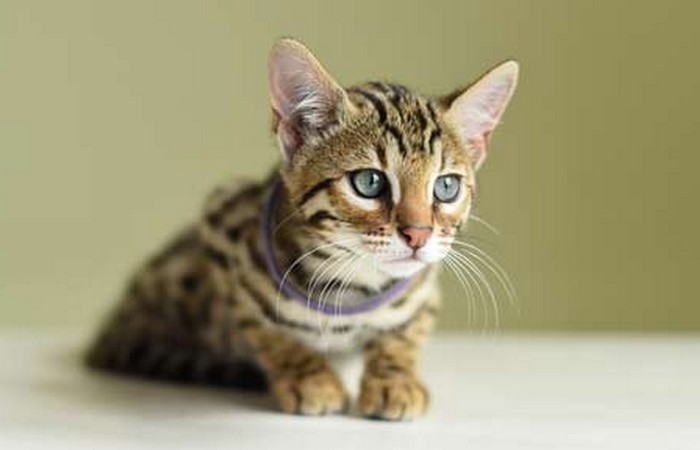 Кошачий гибрид Зевс. Кошачий гибрид Зевс.