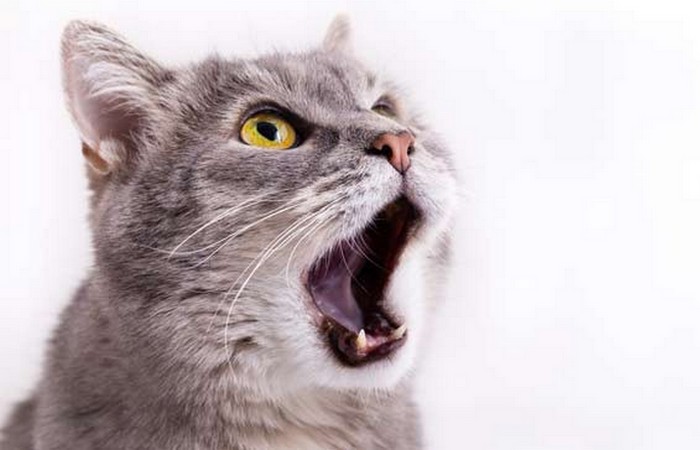 Кошки могут изменять тон голоса.