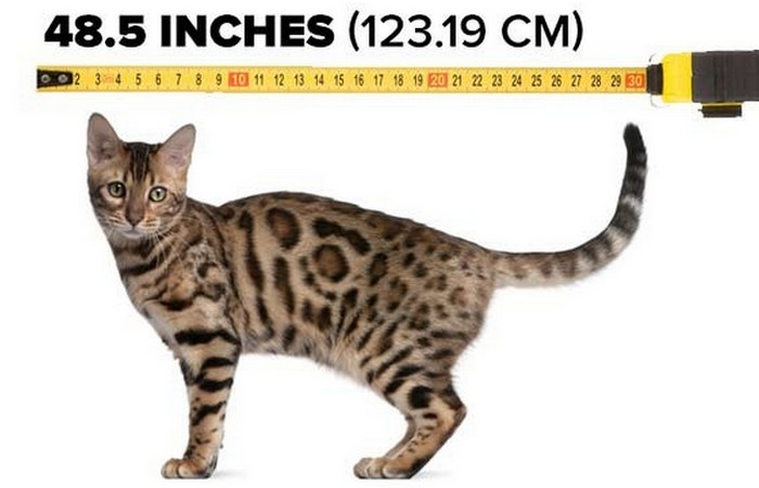 Кошка длинной в 123 сантиметра.