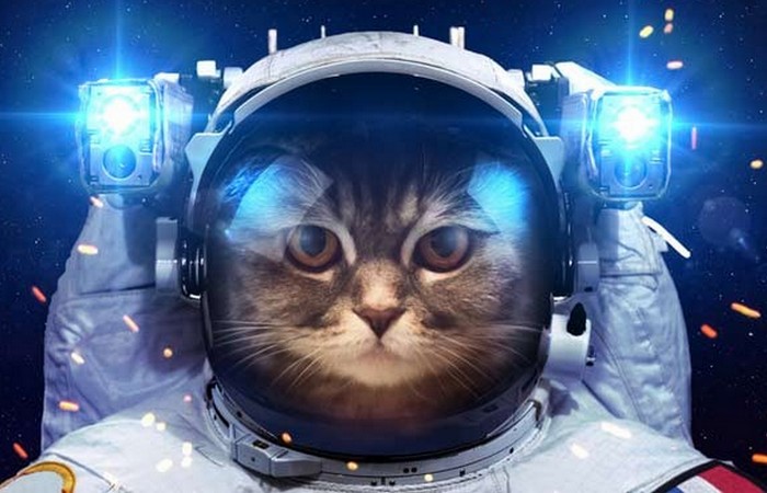 Первая кошка в космосе.