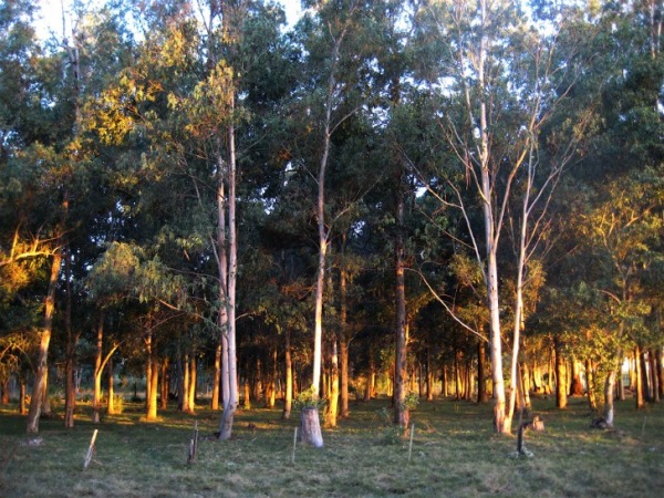 Экологический парк в Уругвае