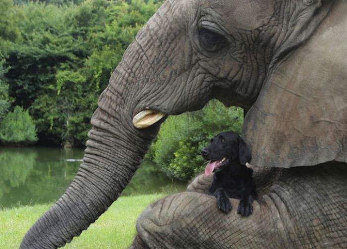 Слон и собака: история невероятной дружбы