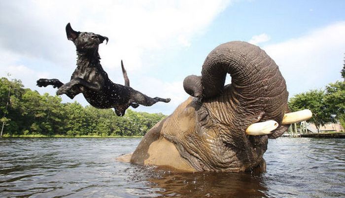 Слон и собака: история невероятной дружбы